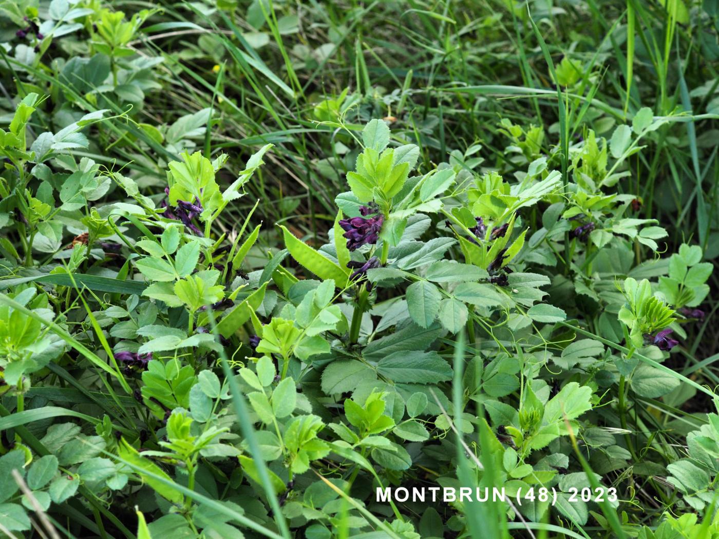 Vetch, Toothed plant